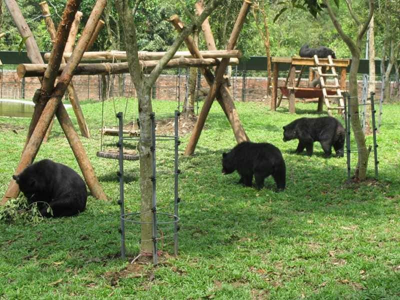 Ngắm nhìn những chú gấu dễ thương tại Trạm cứu hộ gấu - Đảo Tiên